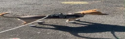 Meticcio cani in regalo: RIO METICCIO a Città metropolitana di Catania - Annuncio 2
