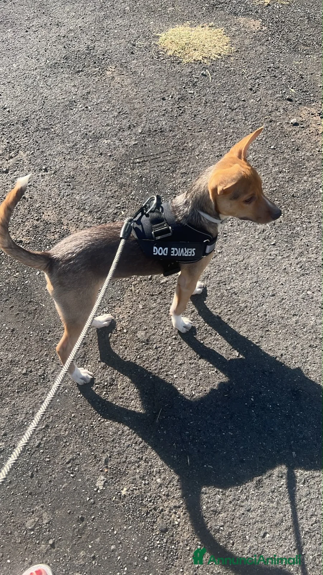 Meticcio cani in regalo: RIO METICCIO a Città metropolitana di Catania - Annuncio 2