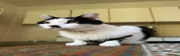 Europeo gatti in regalo: Gatti in adozione! a Provincia di Vicenza - Annuncio 4