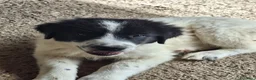 Meticcio cani in vendita: 🐶Cucciola femmina Pastore Maremmano e dei Pirenei - Annuncio 5