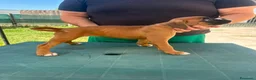 Boxer cani in vendita: Cuccioli di boxer - Annuncio 13