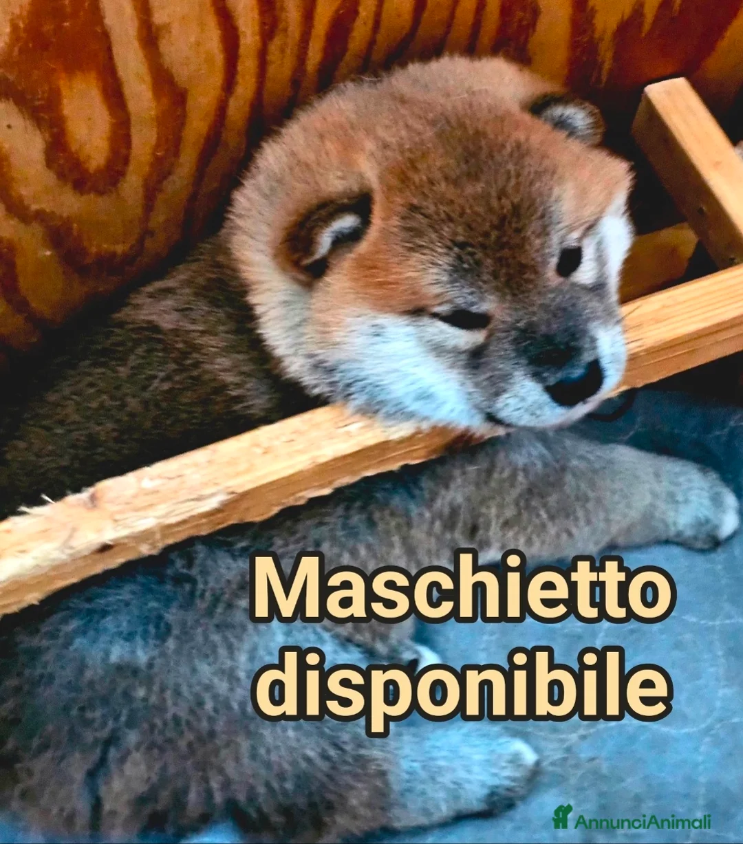 Shiba Inu cani in vendita: Shiba inu - Annuncio 1