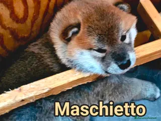 Shiba Inu cani Shiba inu - Annuncio 4