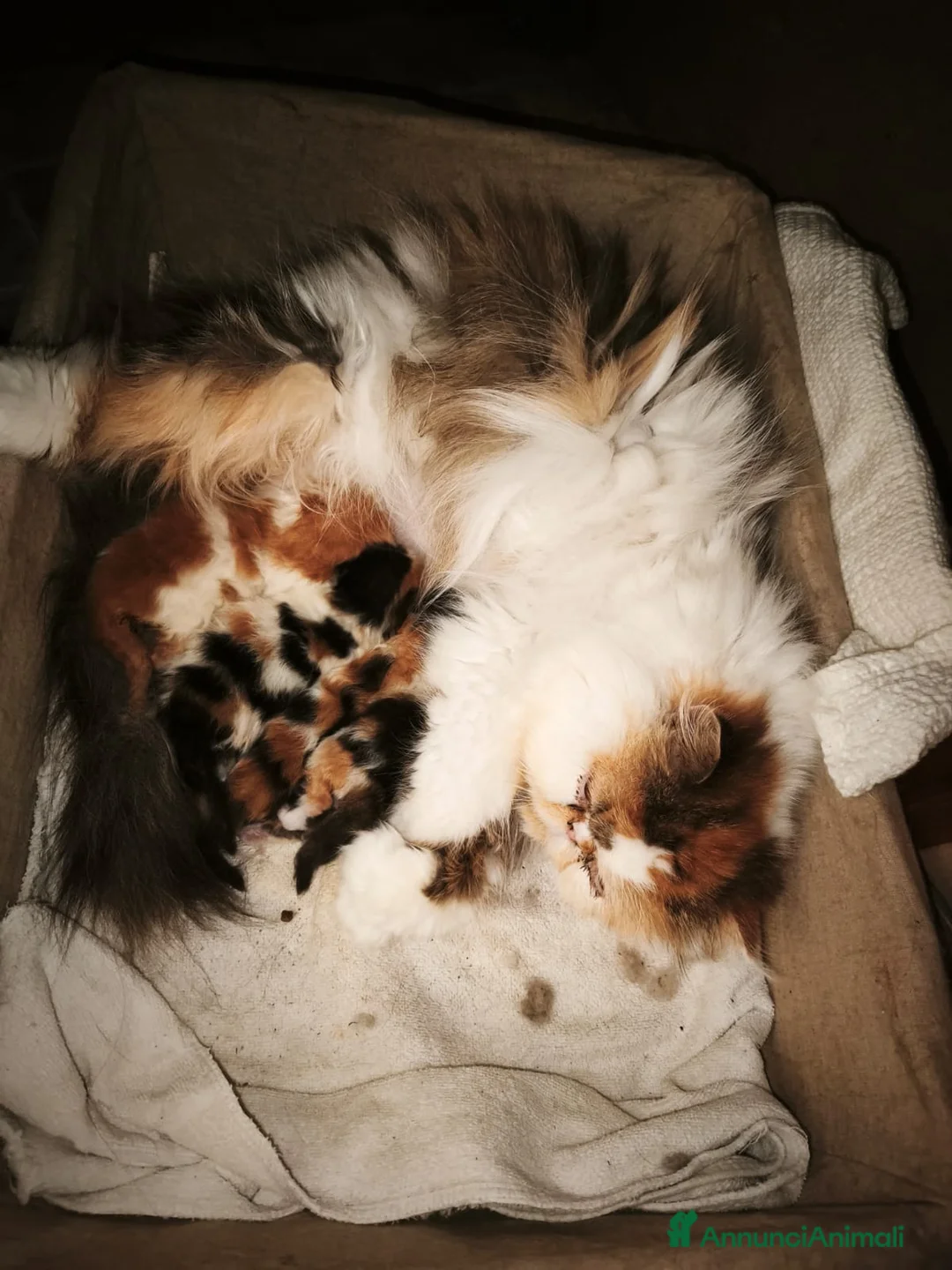 Persiano gatti in vendita: Gattini persiani  - Annuncio 2