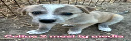 Meticcio cani in regalo: TROPPI CUCCIOLI SOLI IN RIFUGIO  a Provincia di Verona - Annuncio 6