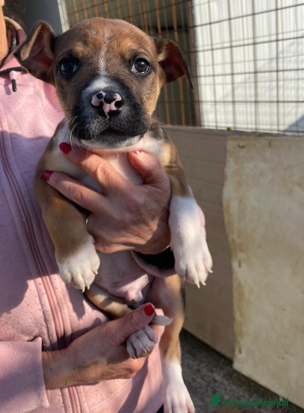 Meticcio cani MI ADOTTI? - Annuncio 1