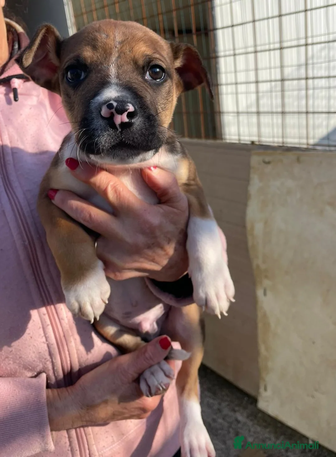 Meticcio cani in regalo: MI ADOTTI? - Annuncio 1