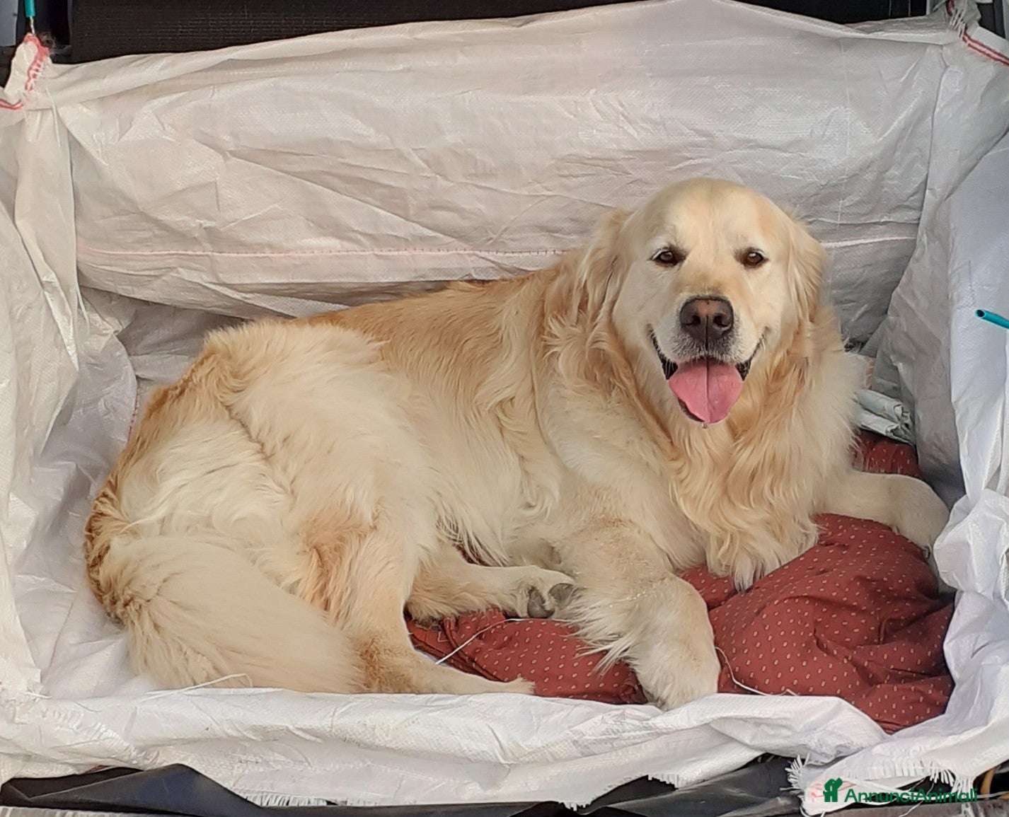 Golden Retriever cani Golden Retriever disponibile per accoppiamento - Annuncio 1