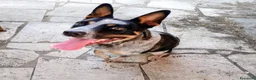 Australian Cattledog cani in regalo: Layla è in cerca di casa gioco e coccole - Annuncio 2