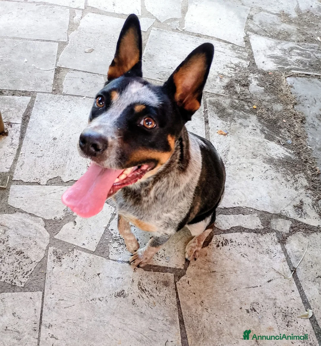 Australian Cattledog cani in regalo: Layla è in cerca di casa gioco e coccole - Annuncio 2