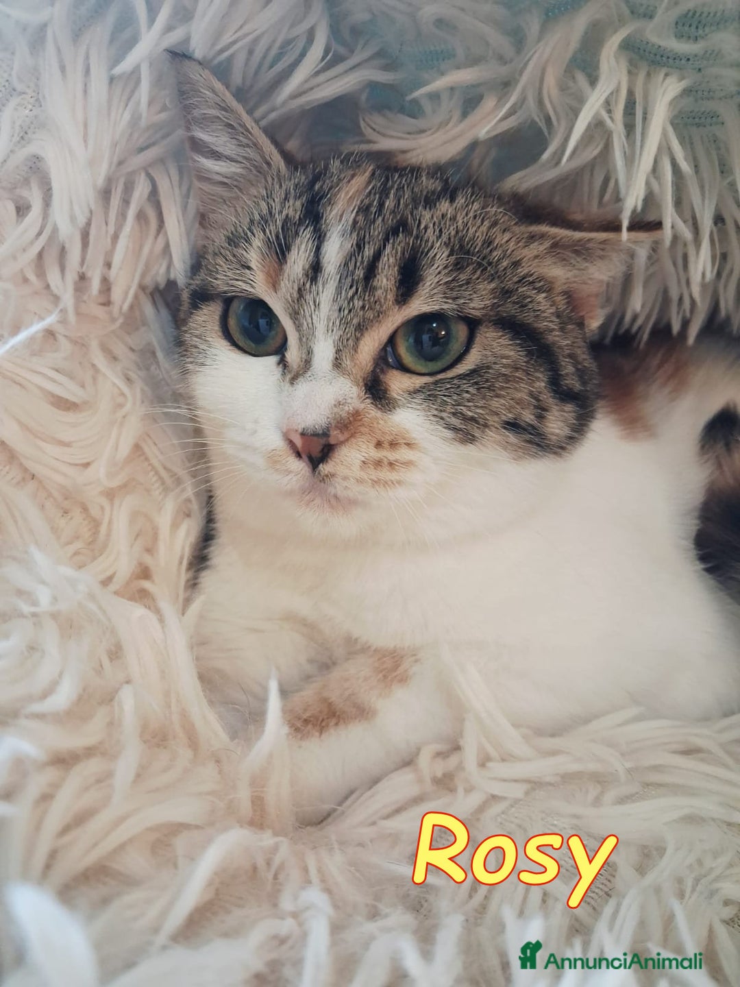 Europeo gatti in regalo: Dory  bellissima   gattina  di  3 mesi  - Annuncio 2