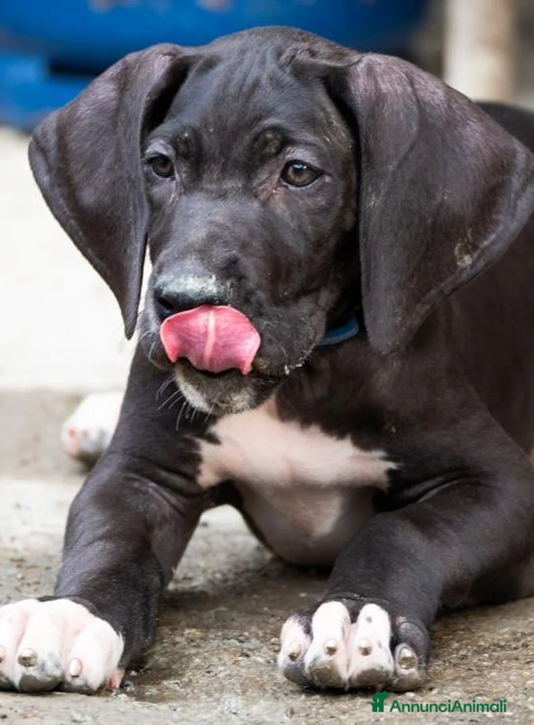 Alano cani in vendita: CUCCIOLI DI ALANO PRONTI - Annuncio 2