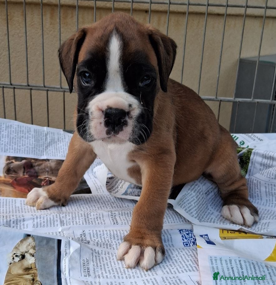 Boxer cani in vendita: boxer cuccioli  - Annuncio 2