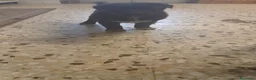 Meticcio cani in regalo: Meticcio nero a Città Metropolitana di Torino - Annuncio 2