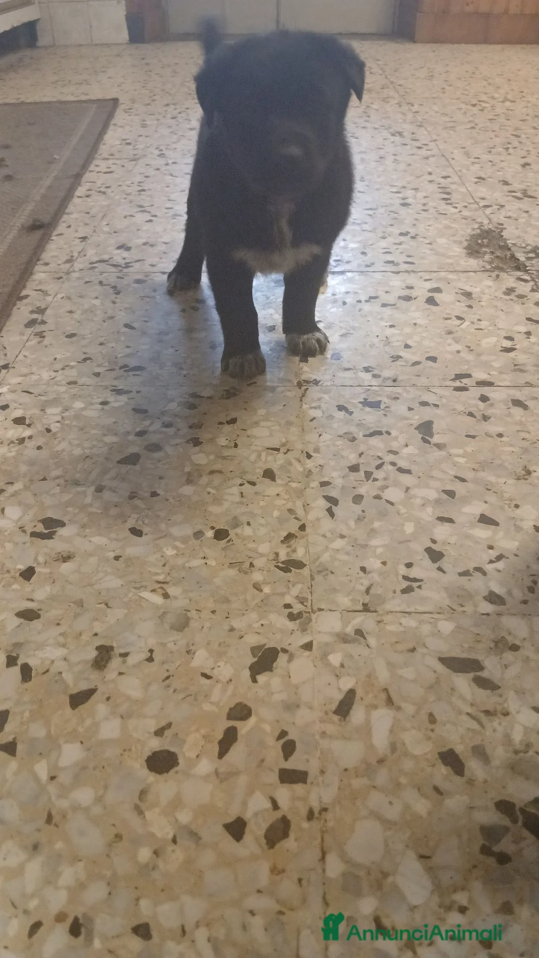 Meticcio cani in regalo: Meticcio nero a Città Metropolitana di Torino - Annuncio 2