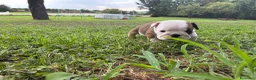 Bulldog cani in vendita: Cuccioli Bulldog Inglese con Pedigree - Annuncio 16