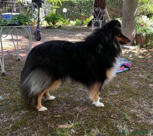 Shetland Sheepdog cani a Provincia di Arezzo - Annuncio 8