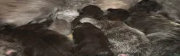 Maine Coon gatti in vendita: Cuccioli di maine coon  - Annuncio 9