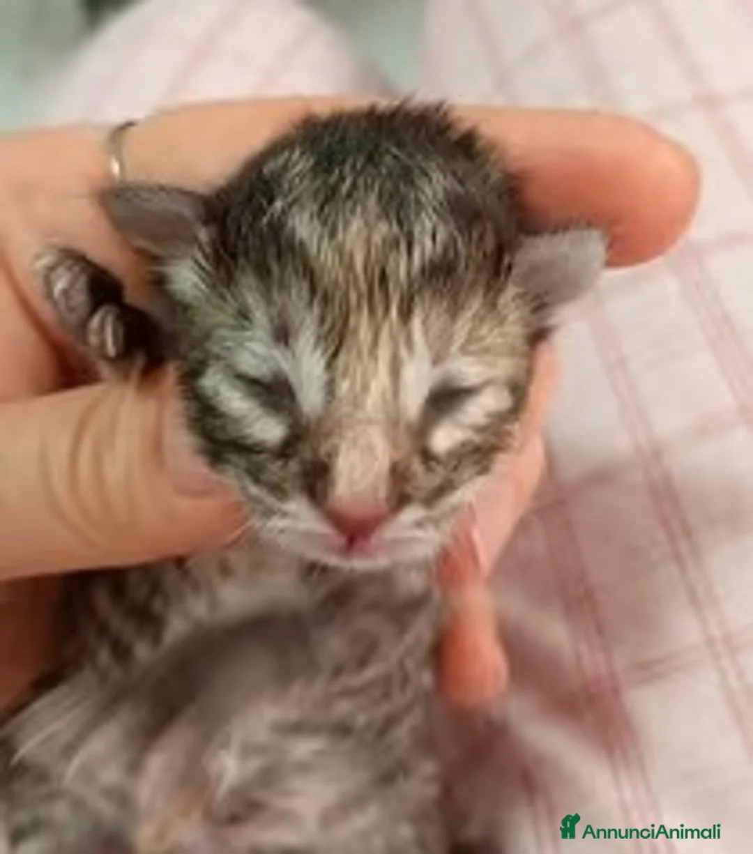 Norvegese gatti in vendita:  Gattini norvegesi delle foreste con pedigree a Provincia di Ferrara - Annuncio 2