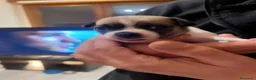Chihuahua cani in vendita: Extra chihuahua  - Annuncio 9
