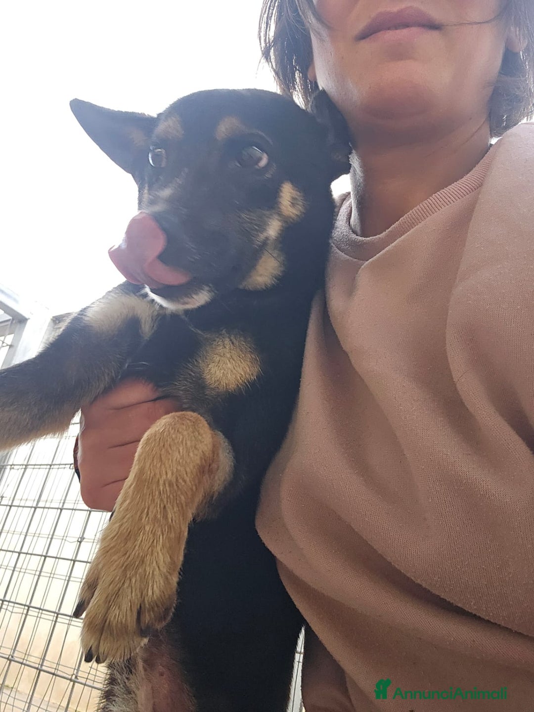 Meticcio cani in regalo: Nadir: lupetto taglia piccola socievole coccolone  - Annuncio 8