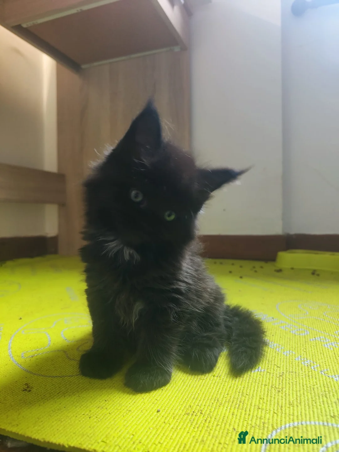 Maine Coon gatti in vendita: Dolci Bambine di Maine coon  - Annuncio 2