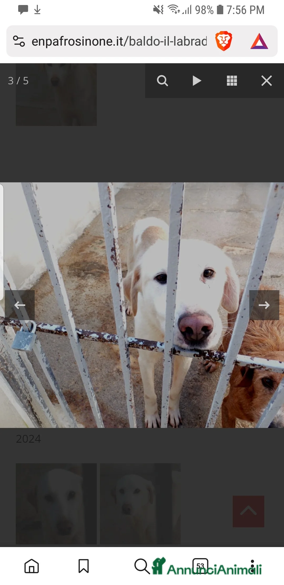 Labrador cani in regalo: ADOZ.DEL💔:timidino,abbandonato da un anno in box! - Annuncio 10