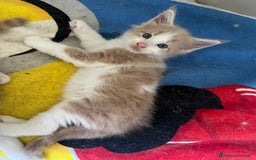 Maine Coon gatti in vendita: Cuccioli di Maine Coon a Città Metropolitana di Torino - Immagine 3