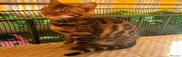 Bengala gatti in vendita: Dolcissima gattina Bengala  - Annuncio 4