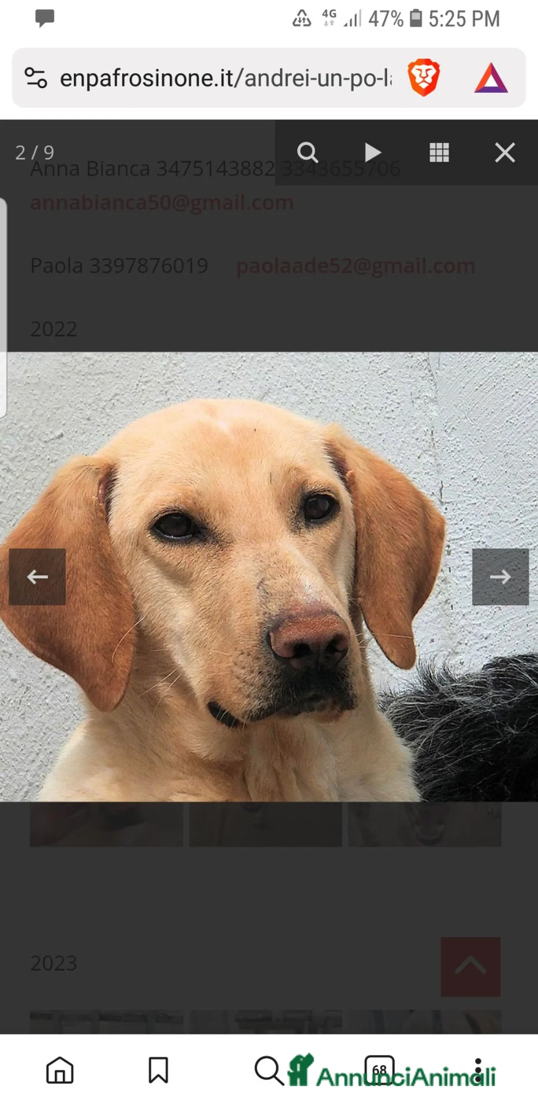 Meticcio cani in regalo: ADOZIONE DEL CUORE PER ANDREI - Annuncio 1