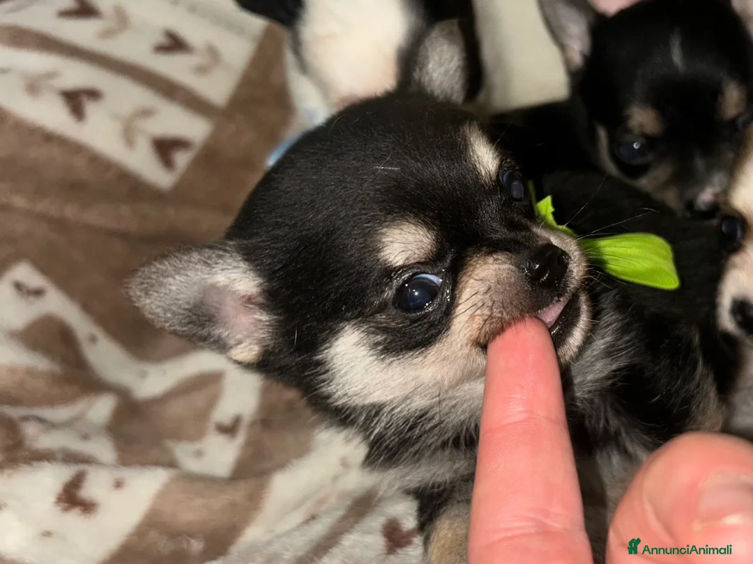 Chihuahua cani in vendita: Chihuahua mini - Annuncio 3