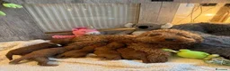 Barboncino Toy cani in vendita: Cuccioli di Barboncino Toy di Razza Pura - Annuncio 15