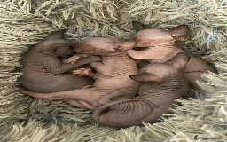 Sphynx gatti in vendita: Vendo cuccioli di sphynx a Provincia di Massa e Carrara - Immagine 15
