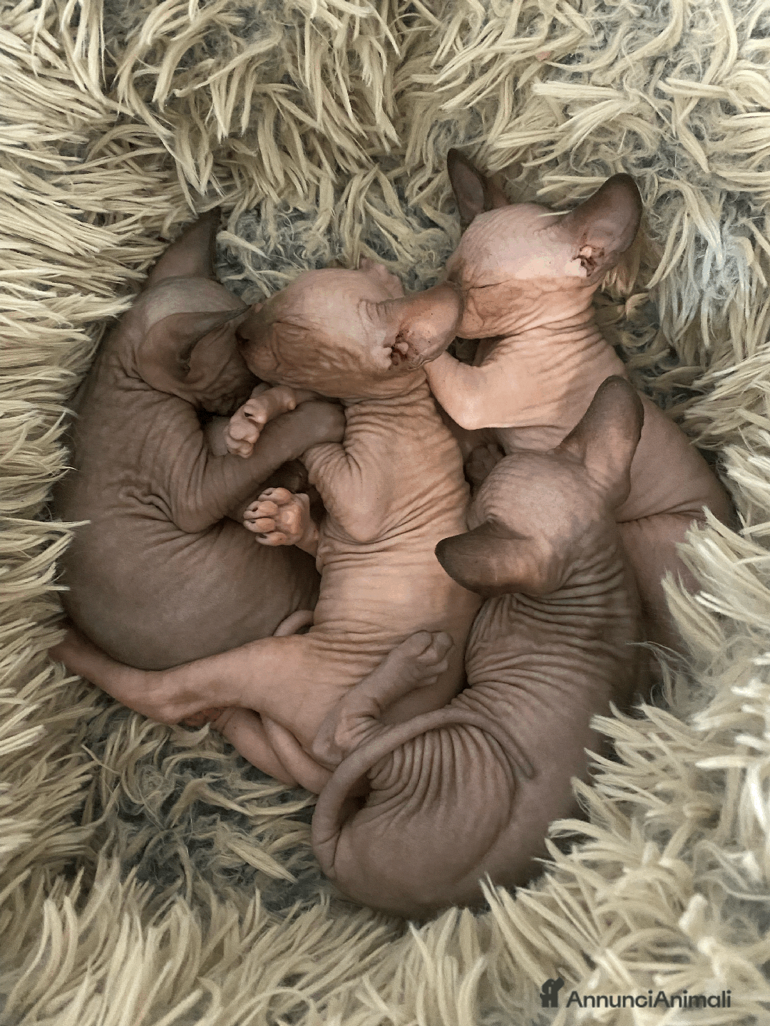 Sphynx gatti in vendita: Vendo cuccioli di sphynx a Provincia di Massa e Carrara - Immagine 15