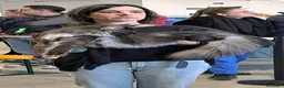 Maine Coon gatti in vendita: Cucciola Maine Coon Black tortie- Pedigree Anfi - Annuncio 7