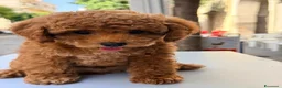 Barboncino Toy cani in vendita: Cucciolo di barboncino Toy - Annuncio 8