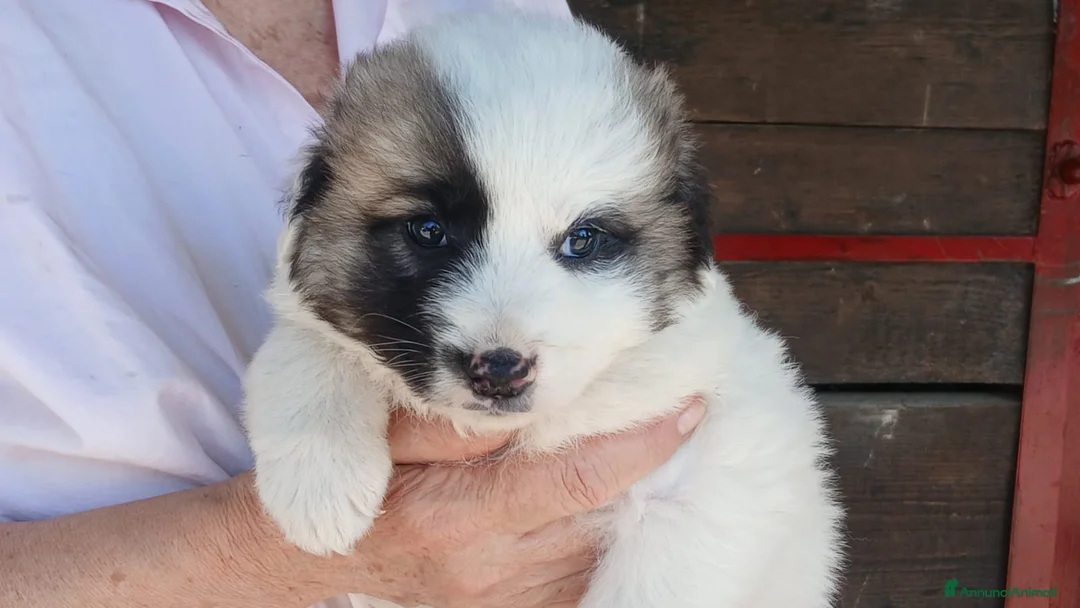 Meticcio cani in regalo: LO SPLENDIDA SVEVA NON VUOLE CRESCERE IN CANILE - Annuncio 1