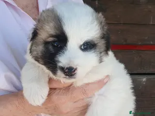 Meticcio cani LO SPLENDIDA SVEVA NON VUOLE CRESCERE IN CANILE - Annuncio 7