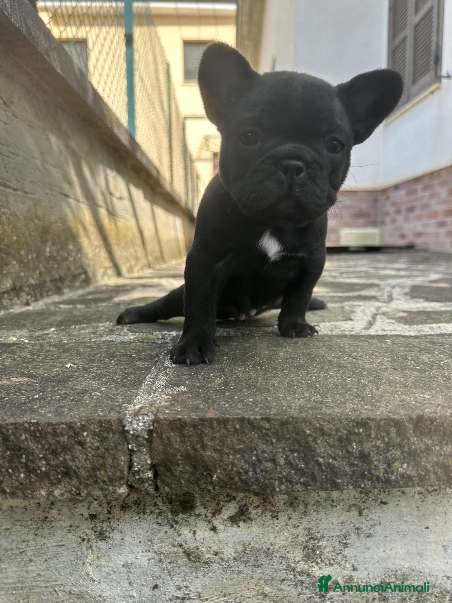 Bulldog Francese cani in vendita: bulldog francese blue e nero tigrato  - Annuncio 9