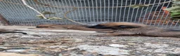 Pastore Belga cani in vendita: Cucciolata Pastore Belga Malinois Italia  - Annuncio 7