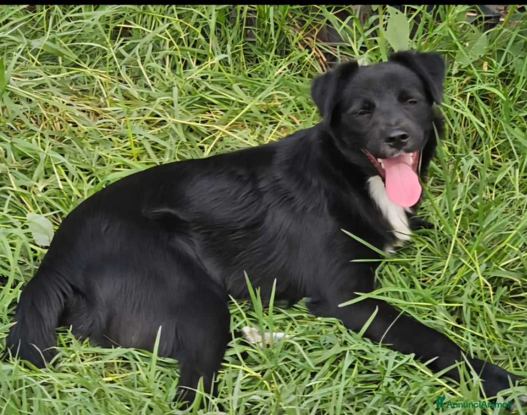 Meticcio cani in regalo: UNA MAMMA PER MILO - Annuncio 2