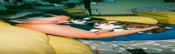 Chihuahua cani in vendita: Chihuahua a pelo lungo  - Annuncio 19
