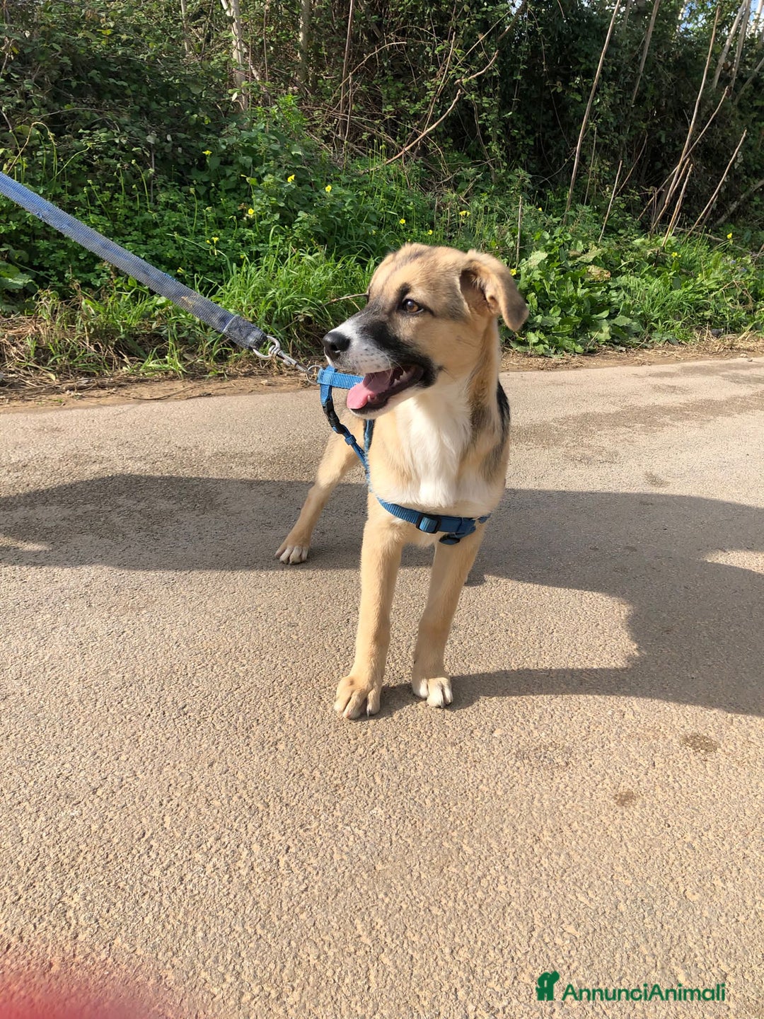 Altre razze cani in regalo: LISA  - Annuncio 3