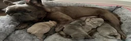 Bulldog Francese cani in vendita: Splendidi cuccioli di Bulldog francese a Città metropolitana di Milano - Annuncio 35