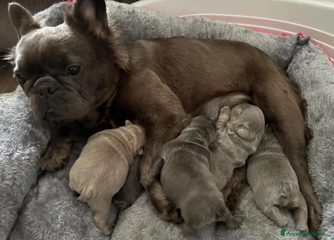 Bulldog Francese cani in vendita: Splendidi cuccioli di Bulldog francese a Città metropolitana di Milano - Annuncio 35