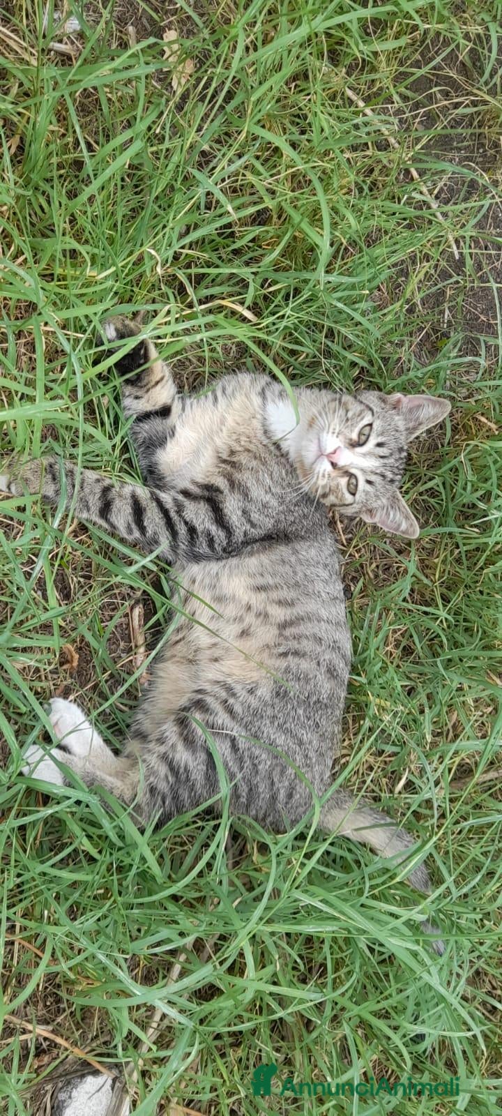Europeo gatti Gattini - Annuncio 4