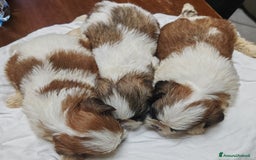 Shih Tzu cani in vendita: Cuccioli di shitzu a Provincia di Cuneo - Immagine 4