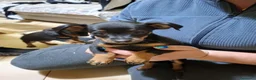Pinscher Miniatura cani in vendita: Cuccioli pinscher  a Provincia di Mantova - Annuncio 6