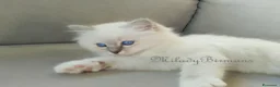 Sacro di Birmania gatti in vendita: Cuccioli Sacro di Birmania  - Annuncio 5