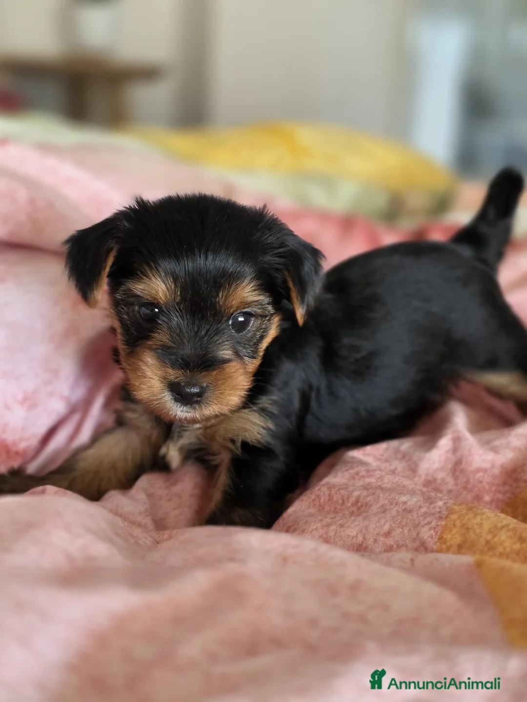 Yorkshire cani in vendita: Yorkshire  - Annuncio 6